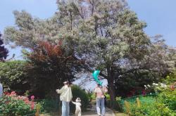 皇冠信用网 -郑州月季公(gōng)园：一樹(shù)单挑(tiāo)滿(mǎn)园花(huā)