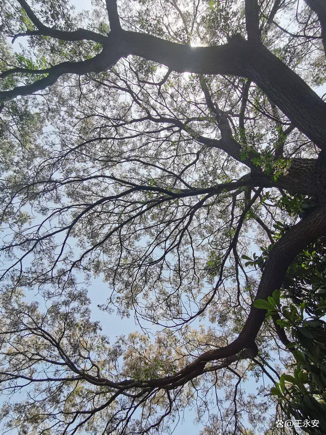 郑州月季公园：一树单挑满园花