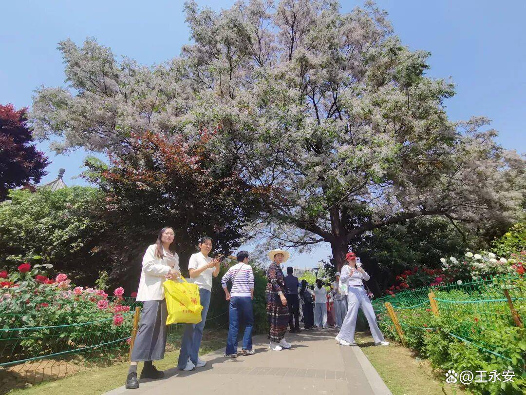 郑州月季公园：一树单挑满园花