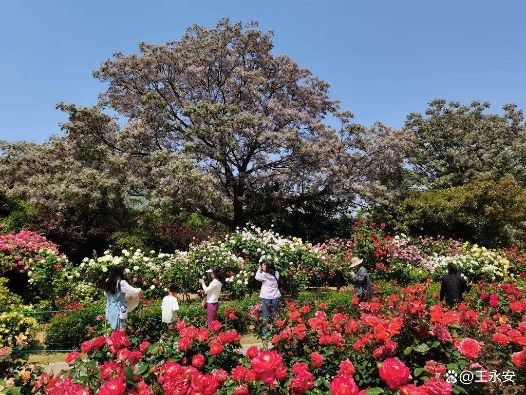 郑州月季公园：一树单挑满园花