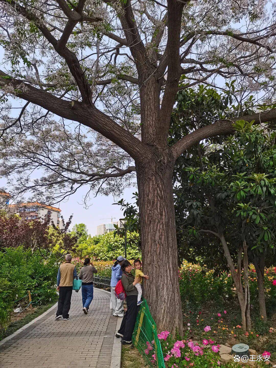 郑州月季公园：一树单挑满园花