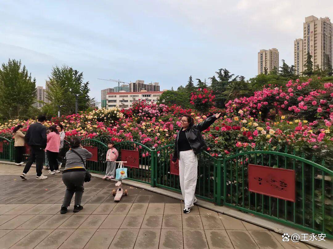 郑州月季公园：一树单挑满园花