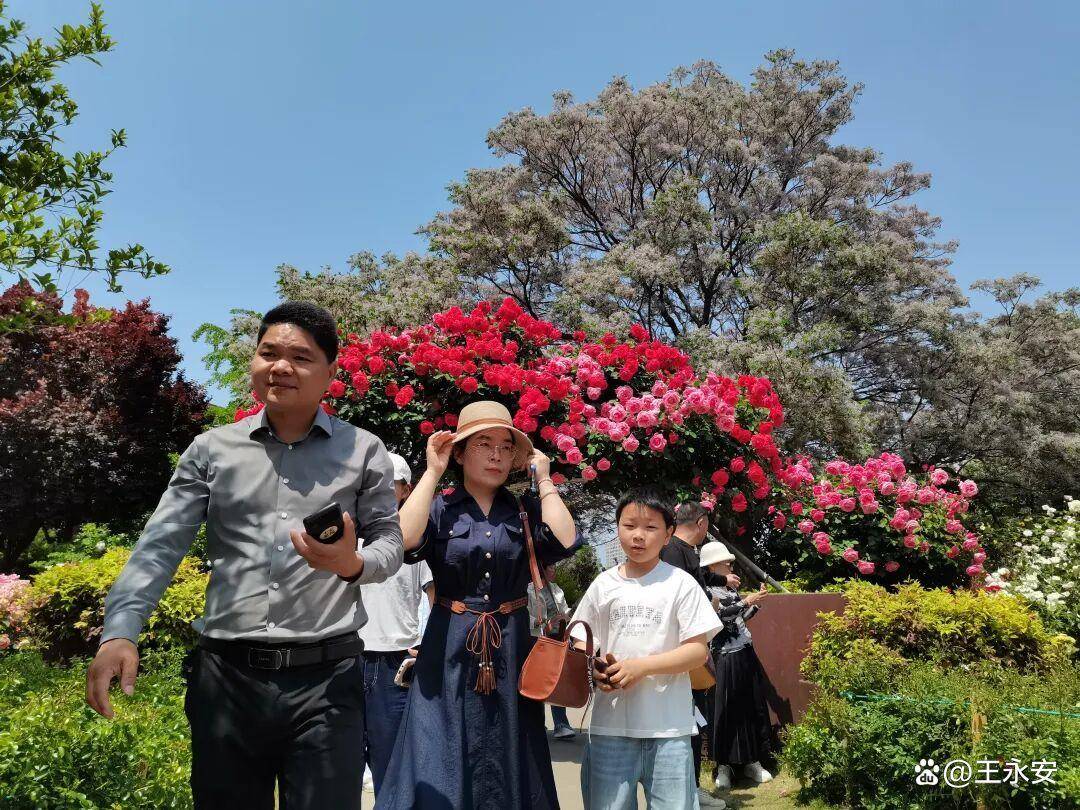 郑州月季公园：一树单挑满园花